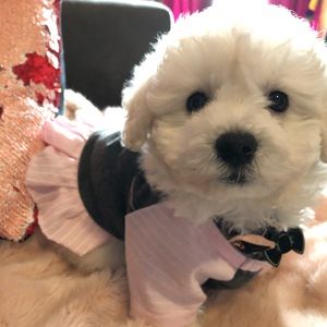 Small Dog/Puppy Dress